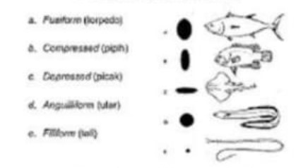 Berdasarkan bentuk-bentuk tubuh ikan tersebut, per...