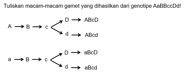 Cara Menghitung Jumlah Gamet Dan Macam Gamet Giman...