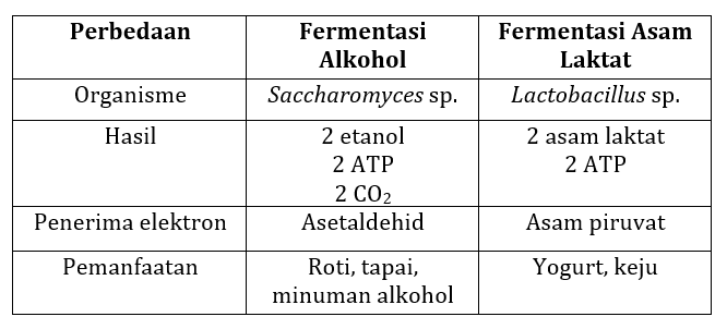 Bagaimana Reaksi Fermentasi...