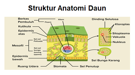 Gambar Struktur Anatomi Daun Dan Fungsinya.......