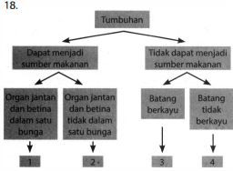 Pelajari Skema Klasifikasi Tumbuhan Di Atas. Nama ...