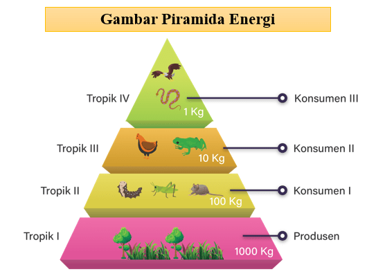 Jelaskan Konsep Dari Piramida Energi..?...