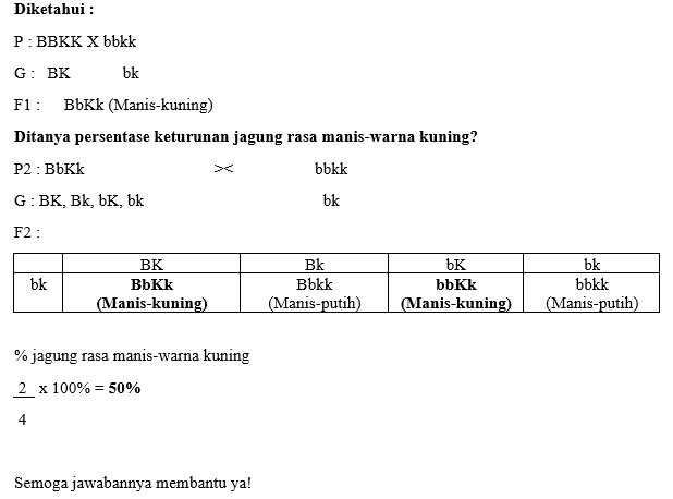 Persilangan Antara Tanaman Jagung Rasa Manis-warna...