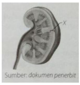 Bagian X Berfungsi Untuk.... A. Augmentasi B. Tem...