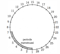 Diagram Di Bawah Ini Menunjukkan Siklus Menstruasi...