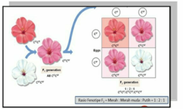 Perhatikan Gambar Berikut! Pada Hasil Persilangan...