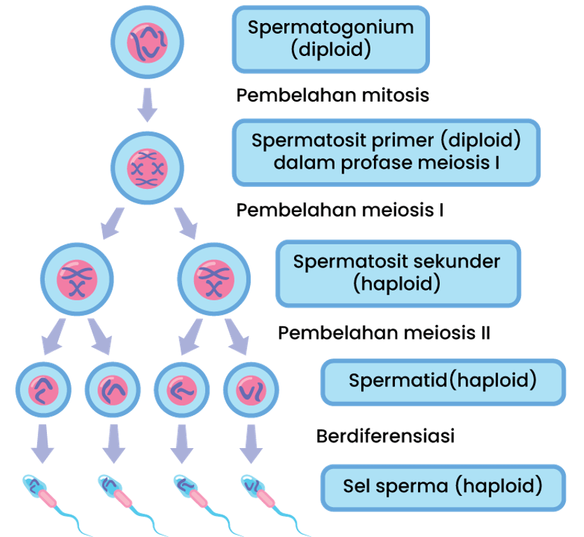 Pada Spermatogenesis,sel Yang Bersifat Haploid Yai...