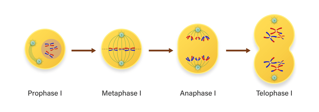 Meiosis Memiliki Dua Tahapan Yaitu Meiosis I Dan M...