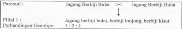 Perhatikan Bagan Persilangan Tanaman Jagung Beriku...