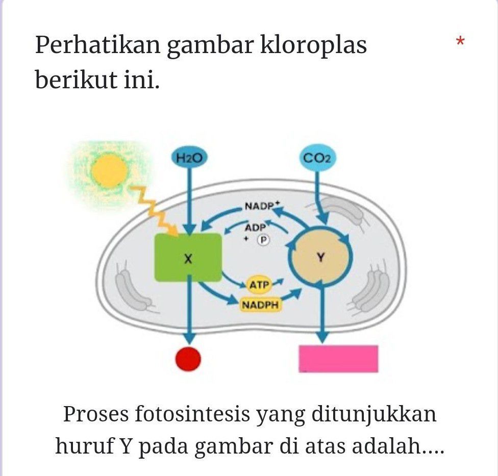 A. Terjadi Pengikatan CO2 Oleh RuBP B. Terbentuk O...