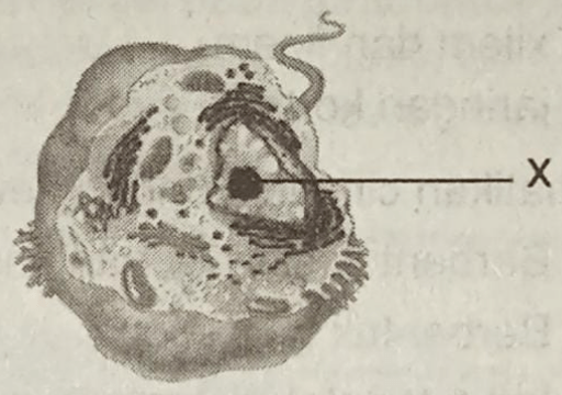 Perhatikan Gambar Berikut! Tulislah Fungsi Organel...