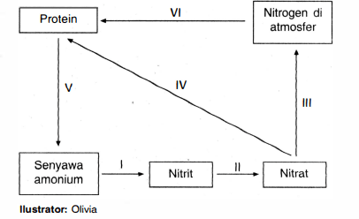 Perhatikan Daur Nitrogen Berikut ! Proses Fiksasi ...