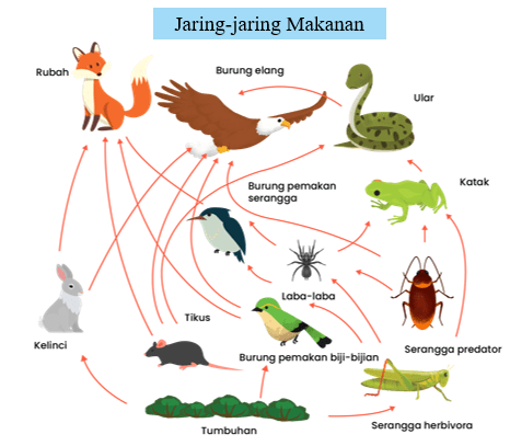 Contoh Bagan Rantai Makanan Dan Jaring Jaring Maka...