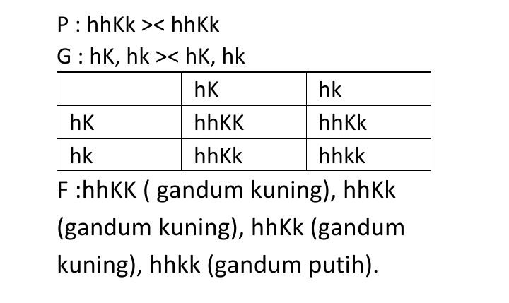 Apabila H (hitam) Epistasis Terhadap K (kuning) Ya...