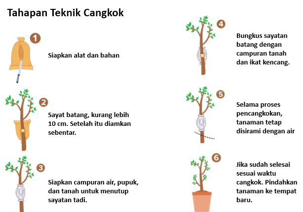 Bagai Mana Cara Mencangkok