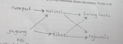 Perhatikan Bagan Jaring-jaring Makanan Berikut Ini...