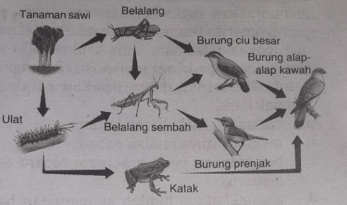 Perhatikan Jaring-jaring Makanan Berikut! Apabila...