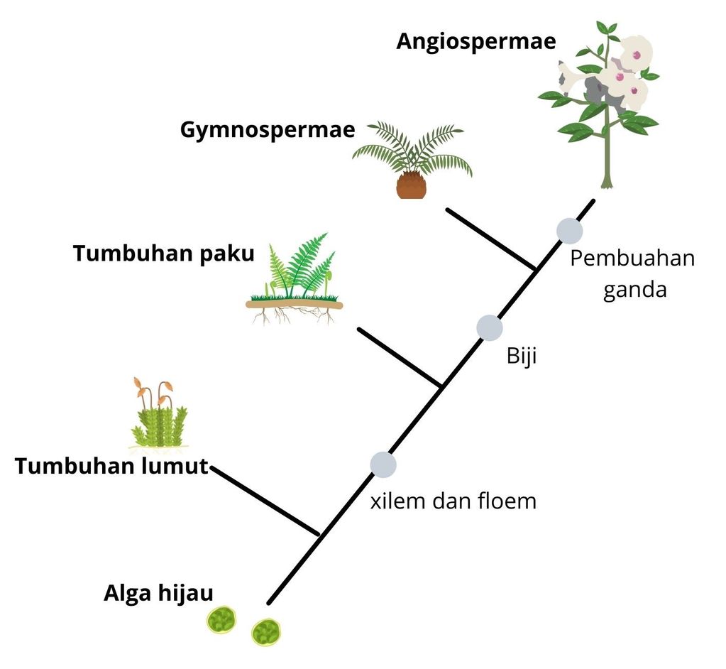 Contoh Kladogram Hewan Bahasa Indonesia - Homecare24