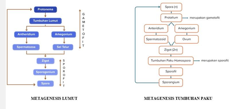 Tuliskan Metagenesis Tumbuhan Paku, Lumut Dan Biji...