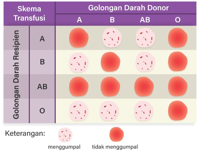 Hasil Pengujian Golongan Darah Terhadap Lima Siswa...