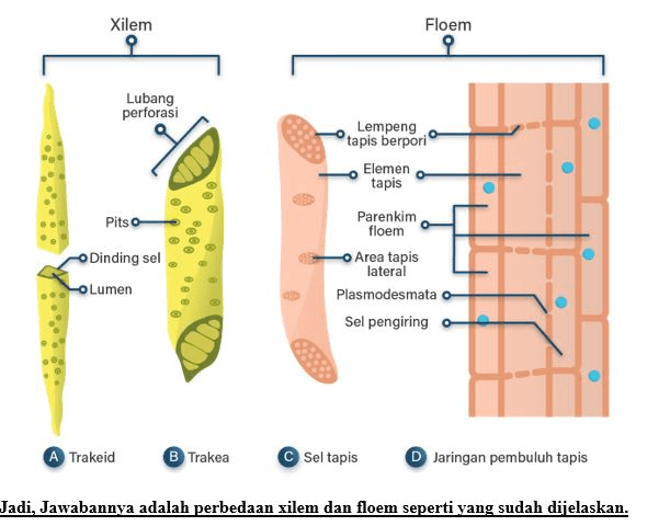 Tumbuhan Berpembuluh Mempunyai Tabung Tabung