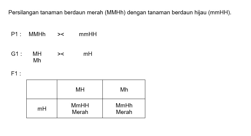 Gen M (merah ), Epistasis Terhadap Gen H (hijau).