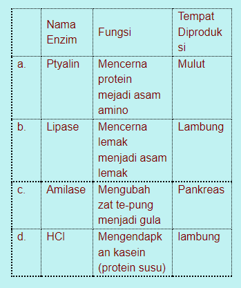 Apa Jenis Enzim Dan Fungsinya