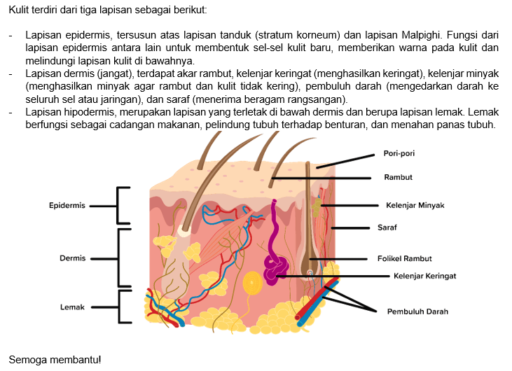 Jelaskan Fungsi Bagian Kulit Dan Gambarnya!