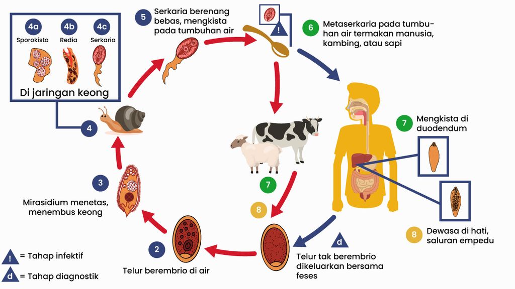 Jelaskan Dan Gambarkan Daur Hidup Dari Cacing Pita...