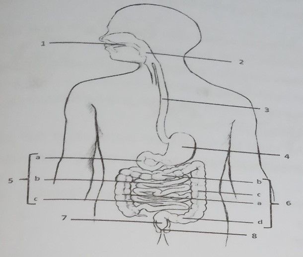 Perhatikan Gambar Di Bawah Ini! Nama Organ Yang Di...