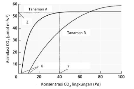 Kedua Kurva Menunjukkan Respon Fotosintesis C3 Pad...