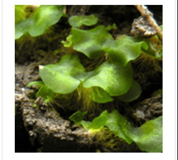 Perhatikan gambar berikut! Karakteristik yang dim...