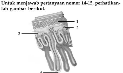 Jaringan Epitel Pada Gambar Ditunjukkan Oleh Nomor...