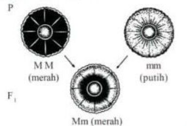 Perhatikan Bagan Persilangan Bunga Berikut Turuna...