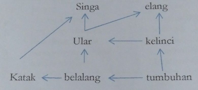 Perhatikan Diagram Jaring-jaring Makanan Berikut.....