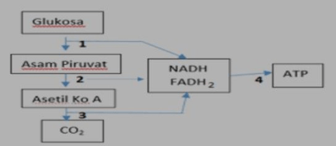 Perhatikan Skema Respirasi Aerob Berikut Ini! Berd...