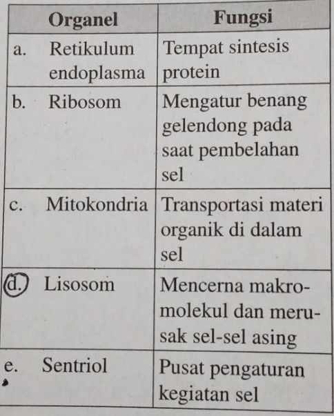 Berikut Ini Pasangan Organel Dan Fungisinya Yang T...