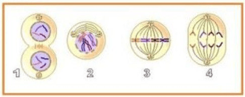 Urutan Tahapan Pembelahan Sel Secara Mitosis Yang ...