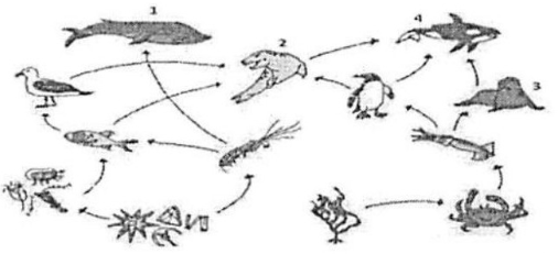 Perhatikan gambar jaring-jaring makanan di bawah i...