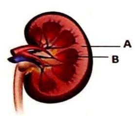 Perhatikan Gambar Diagramatis Struktur Ginjal Di B...