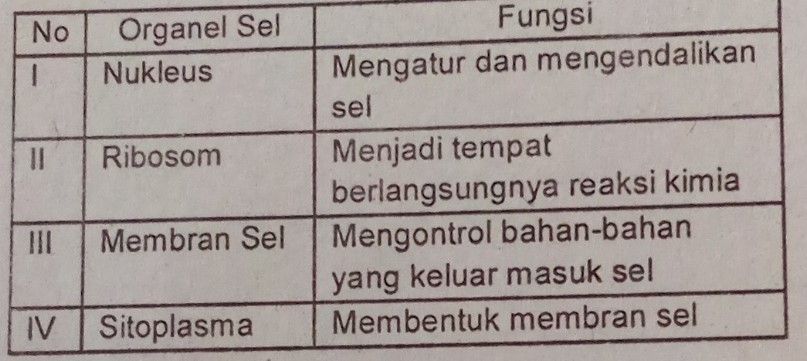 Pasangan Antara Organel Sel Beserta Fungsinya Yang...