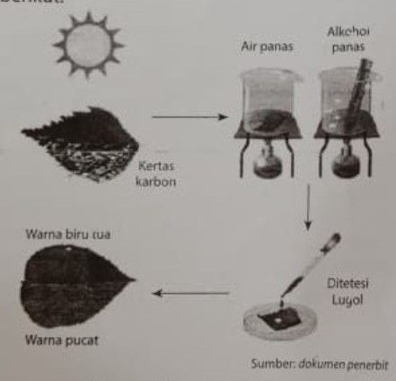 Perhatikan Rangkaian Percobaan Fotosintesis Hots B...