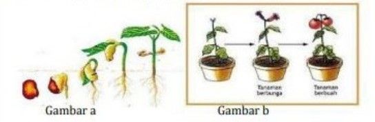 Proses Apakah Yang Terjadi Pada Gambar A Dan B?...