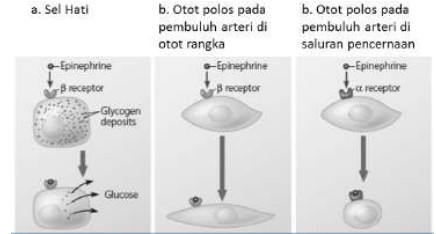 Berikut ini adalah peristiwa yang terjadi ketika k...