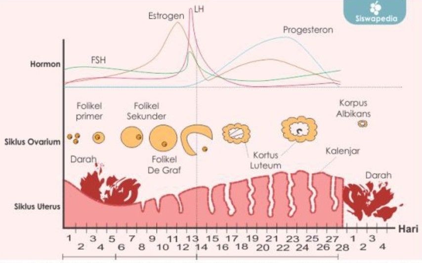 Perhatikan Diagram Siklus Menstruasi Berikut Ini!