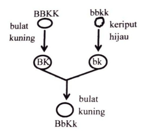 Berdasarkan Gambar Persilangan Mangga Di Samping,