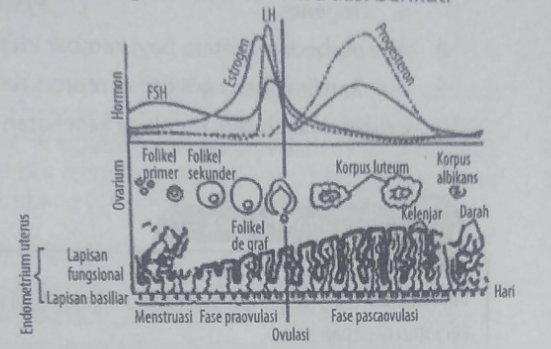 Perhatikan Grafik Siklus Menstruasi Berikut Berda