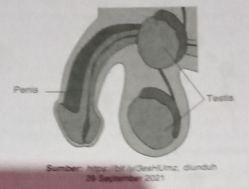 Perhatikan Gambar Organ Reproduksi Pria Berikut