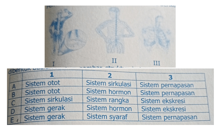 Perhatikan Gambar Sistem Organ Manusia Berikut! B...