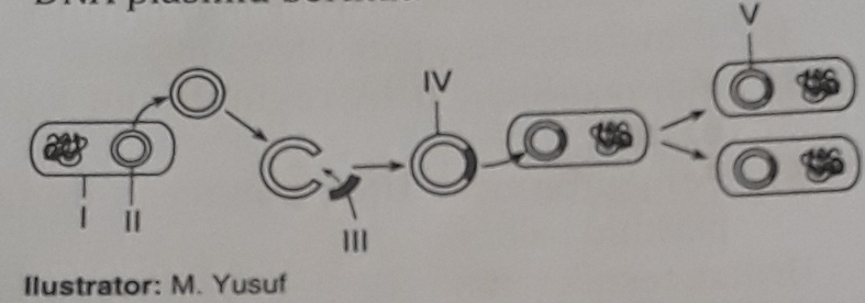 Perhatikan Gambar Pencangkokan Gen Melalui Dna Pla...